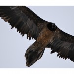 DSC_0622_web