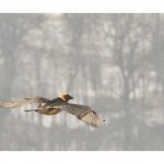 DSC_0796_2_web