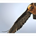 DSC_0866_web
