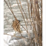 DSC_1072_web