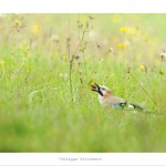 DSC_1568_v2_web