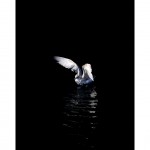 DSC_2993_web