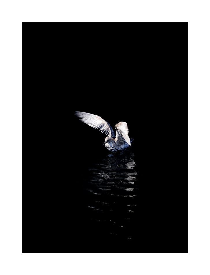 DSC_2993_web