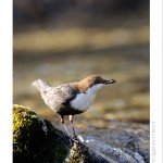 DSC_3288_web