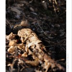 DSC_3365_web