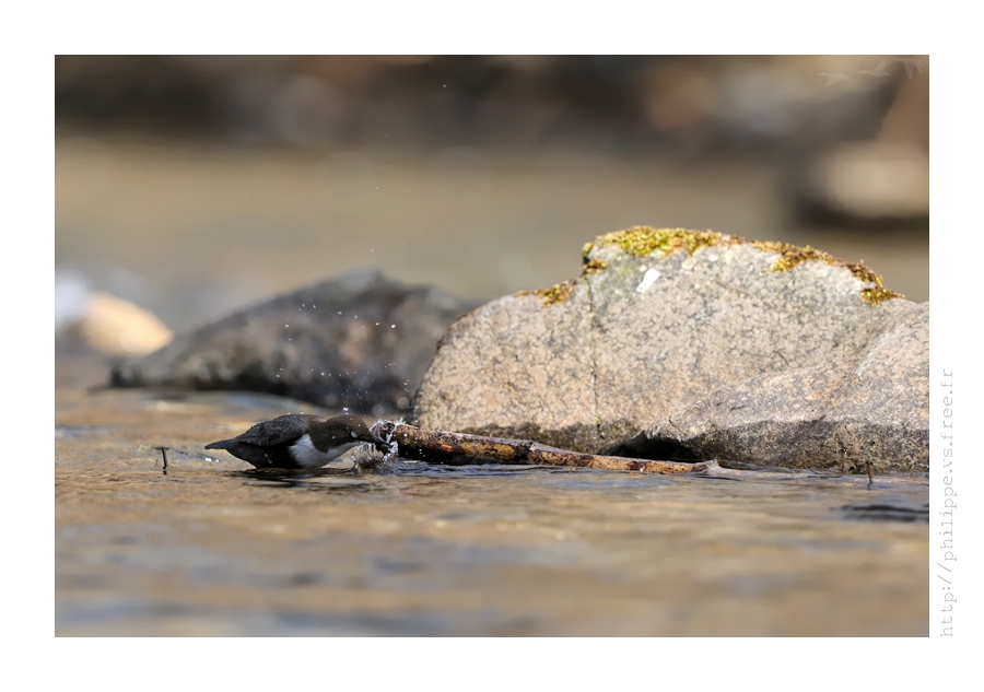 DSC_3552_web