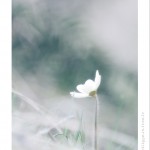 DSC_3910_web