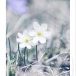 DSC_3911_web