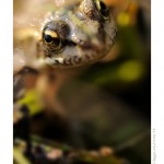 DSC_4454_web