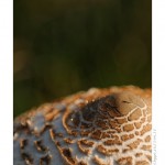 DSC_4462_web