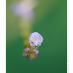 DSC_5009_web