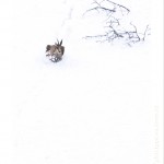 DSC_5300_web