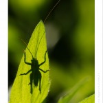 DSC_5475_web