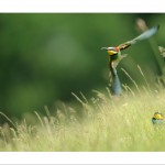 DSC_5902_web