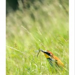 DSC_6239_web