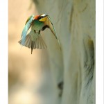 DSC_6295_web