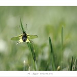 DSC_6446_originale_wev