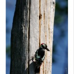 DSC_6466_web