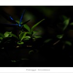 DSC_6723_web