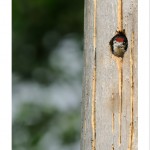 DSC_6805_2_web
