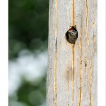 DSC_6856_web