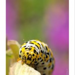 DSC_6903_web