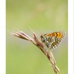DSC_7018_web