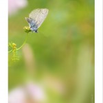 DSC_7133_web