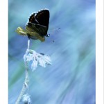 DSC_7206_web