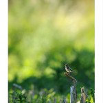 DSC_7402_web