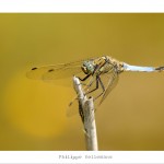 DSC_7779_web