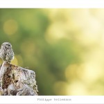 DSC_8111_web