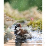 DSC_8275_web