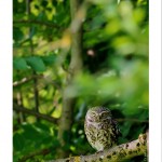 DSC_8599_web