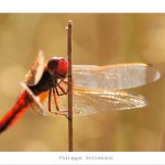 DSC_9419_web
