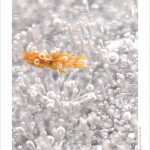 DSC_9462_web
