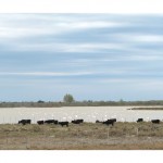 pano_web